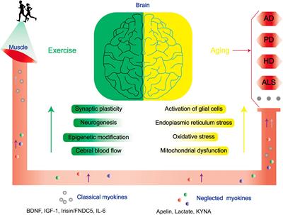 The function of previously unappreciated exerkines secreted by muscle in regulation of neurodegenerative diseases